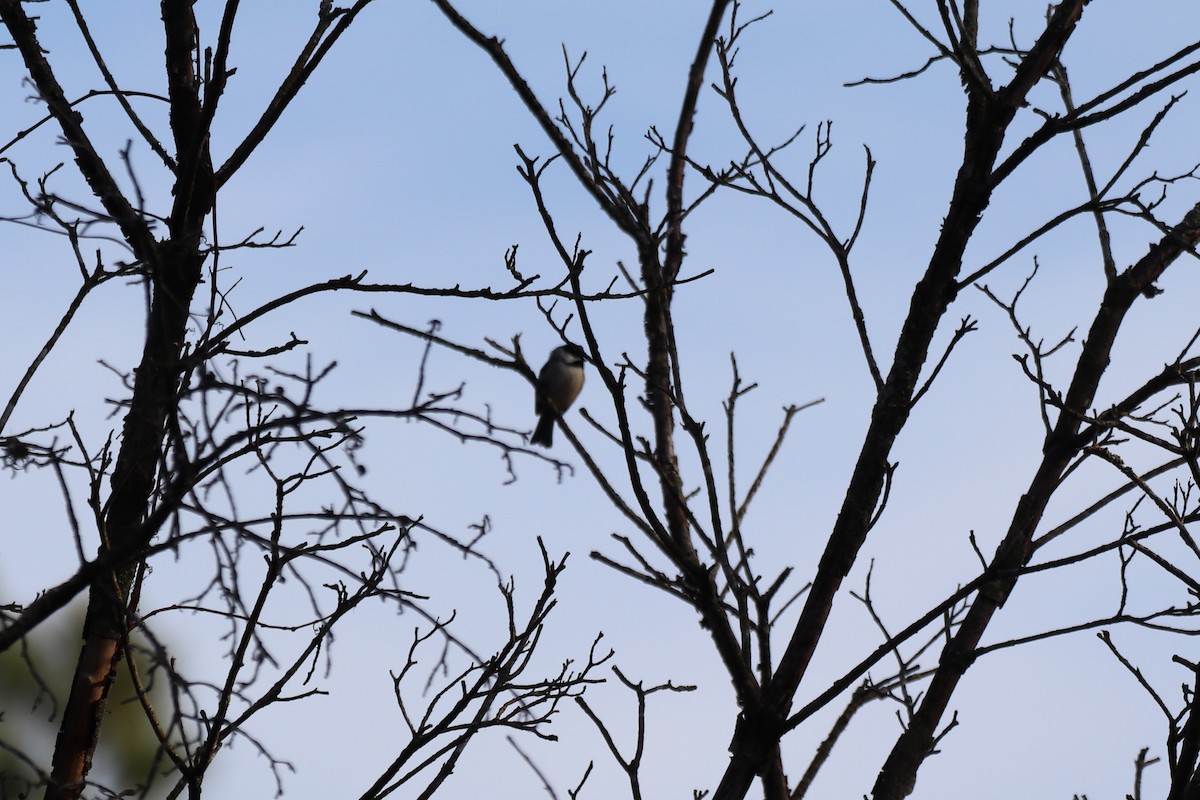 Гаїчка каролінська - ML646250662