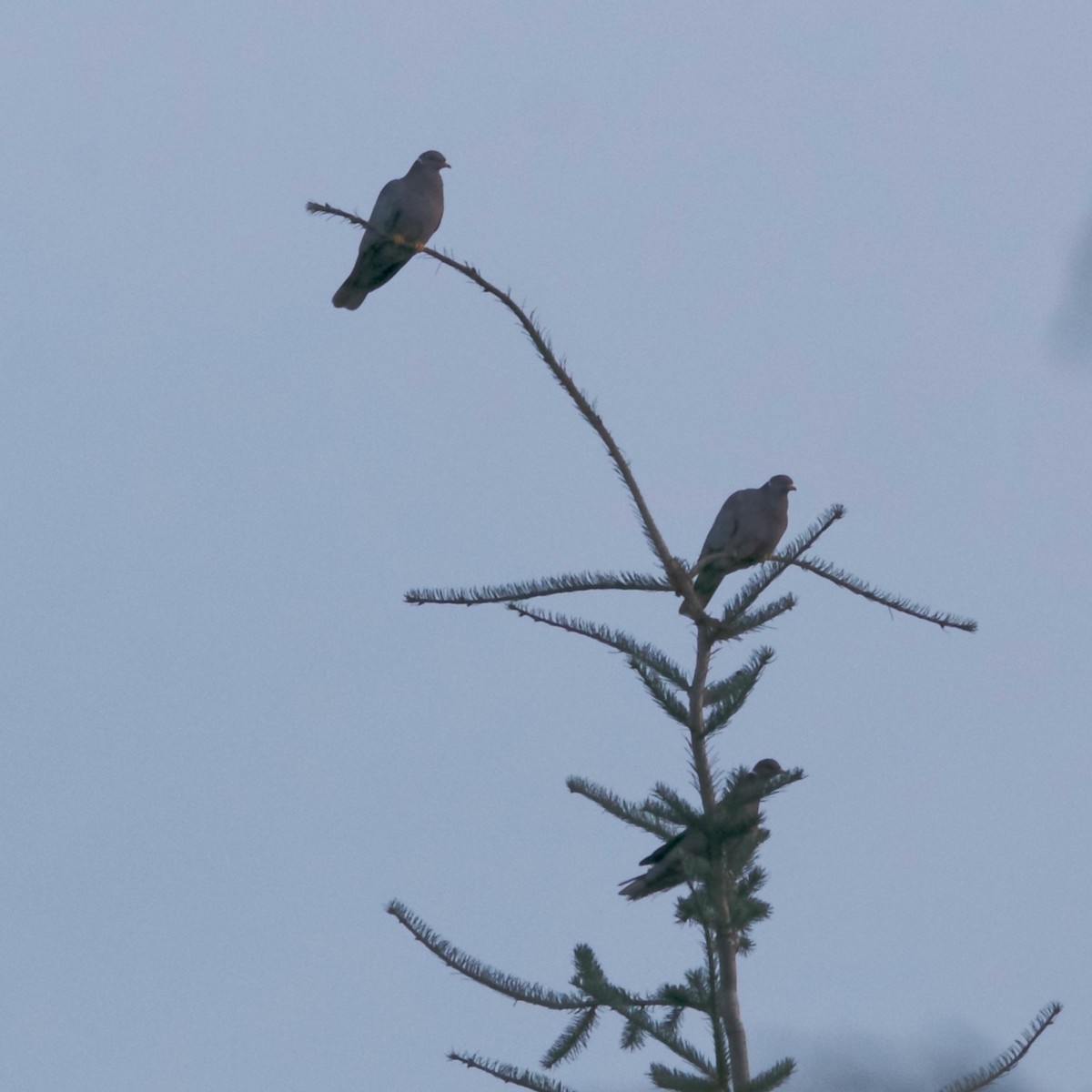 Голуб каліфорнійський - ML646250669