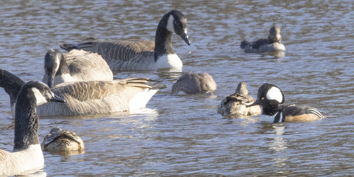 Крех жовтоокий - ML646250670