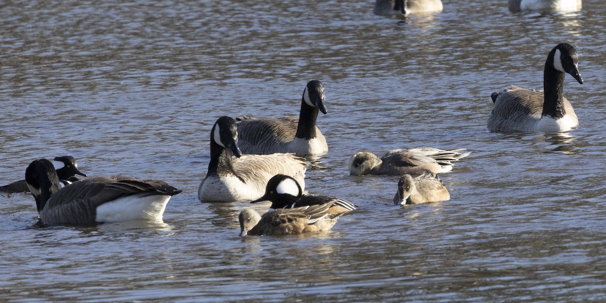 Крех жовтоокий - ML646250671