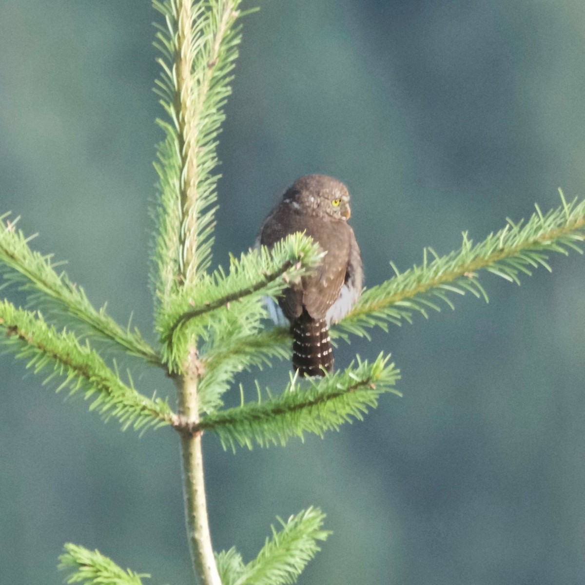 Сичик-горобець гірський - ML646250672