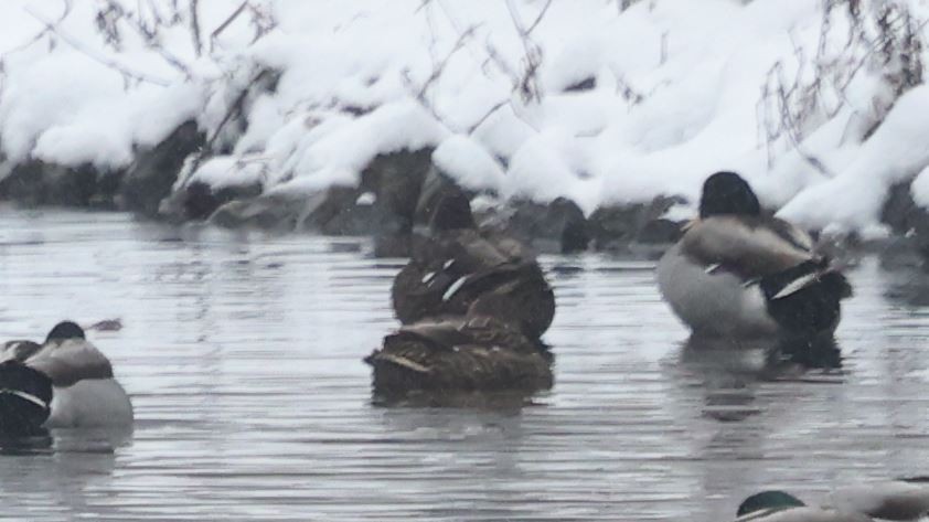 Казарка канадська - ML646250673