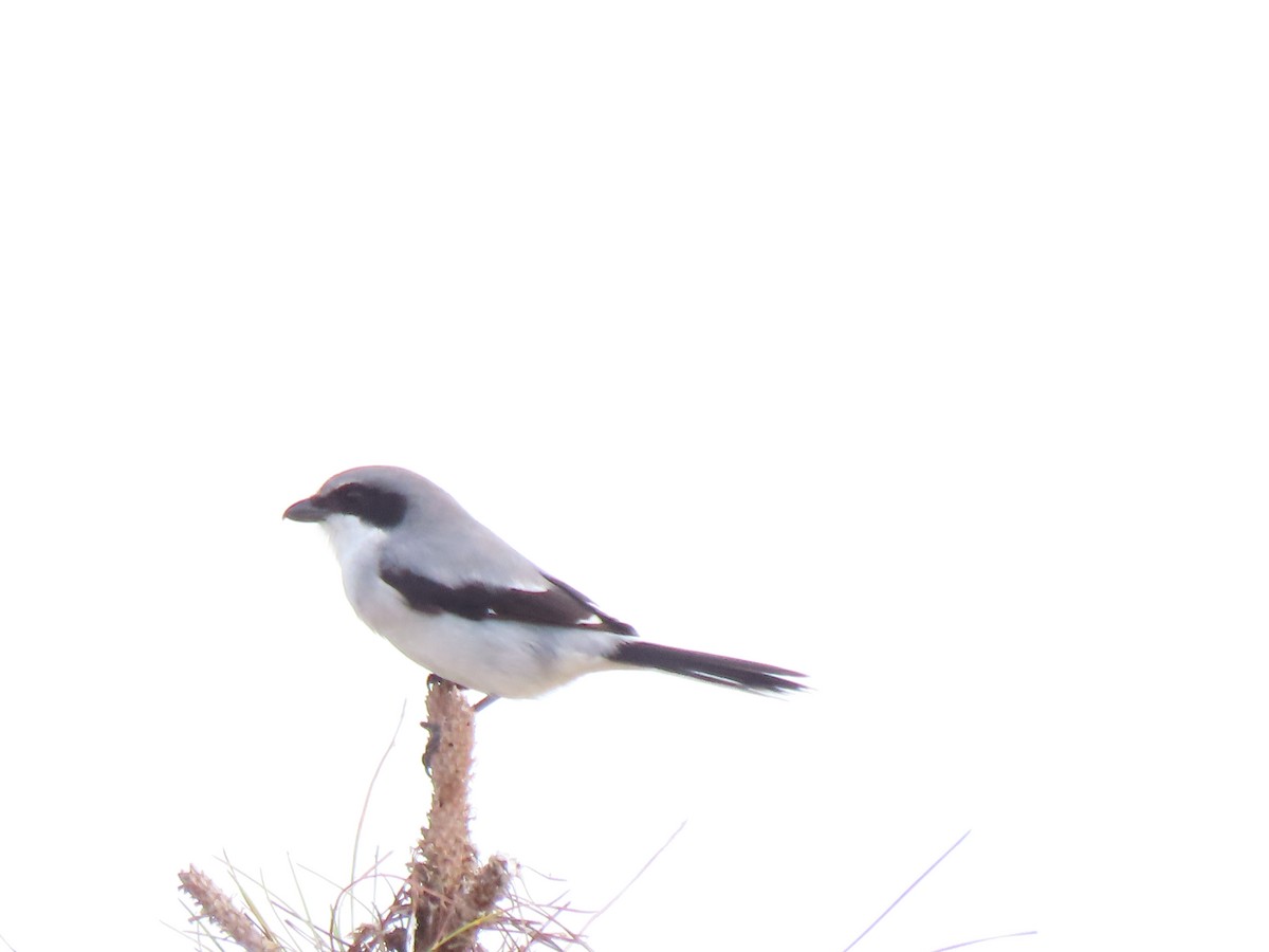 Сорокопуд американський - ML646250674