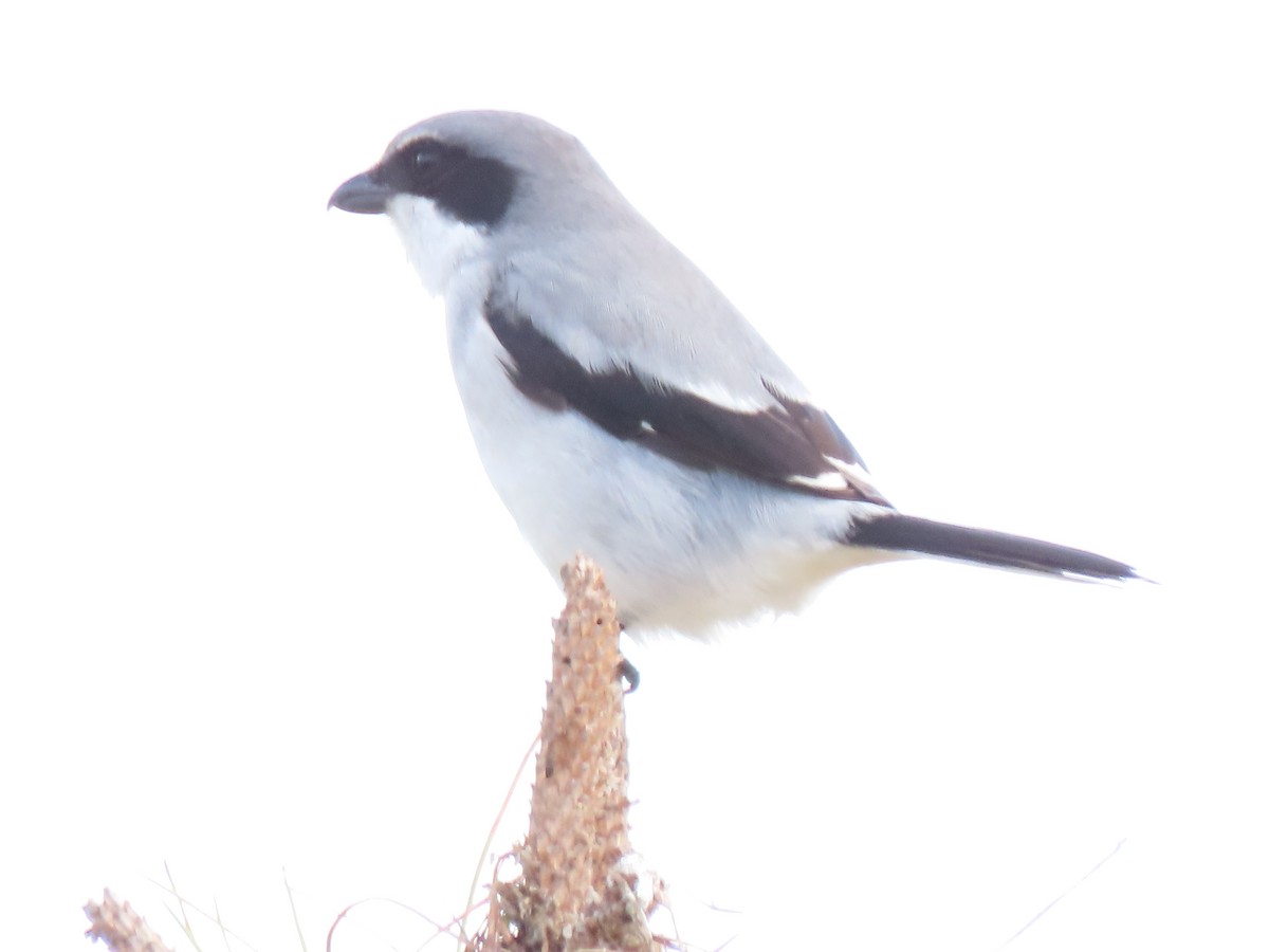 Сорокопуд американський - ML646250675