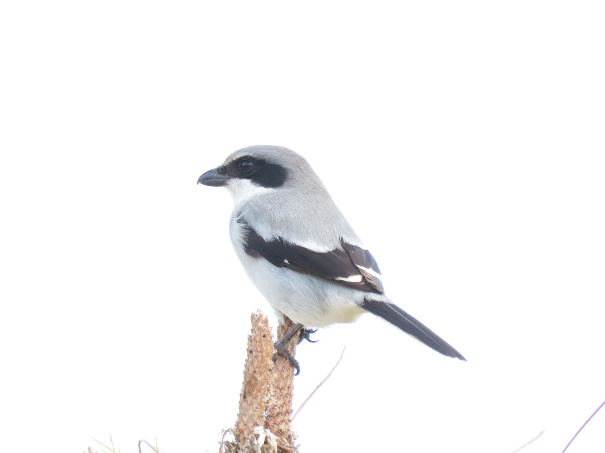 Сорокопуд американський - ML646250676