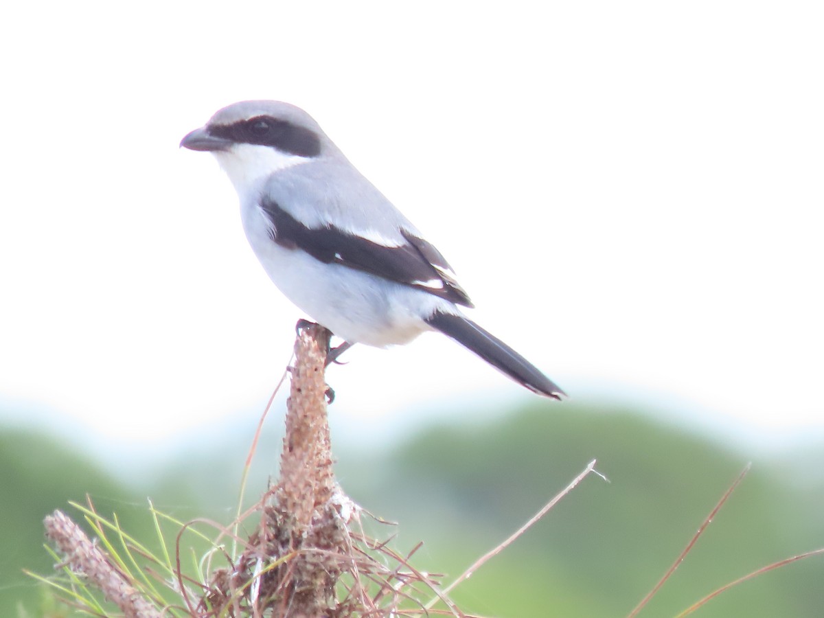 Сорокопуд американський - ML646250677