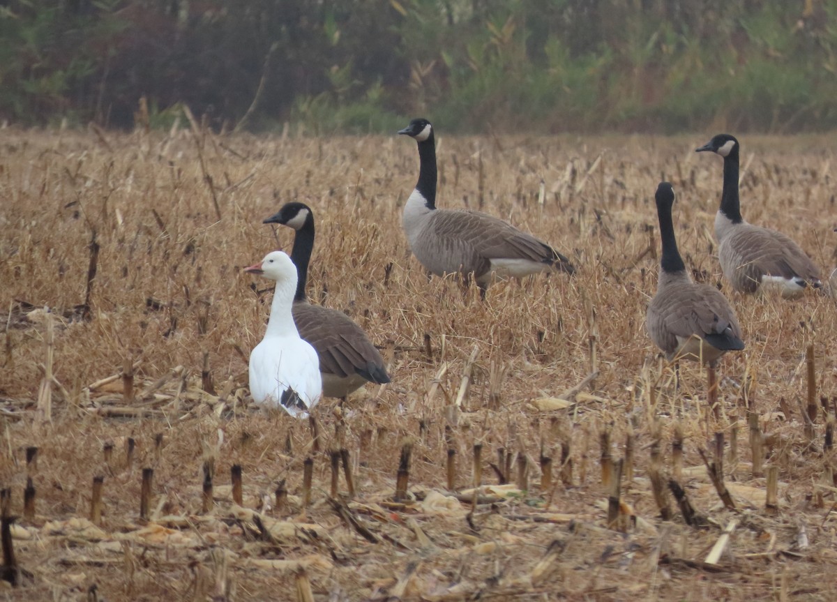 Гуска біла - ML646250678