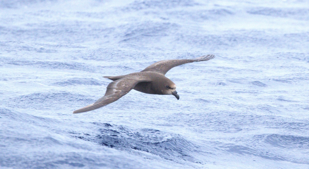 ハイガシラミズナギドリ - ML646250680