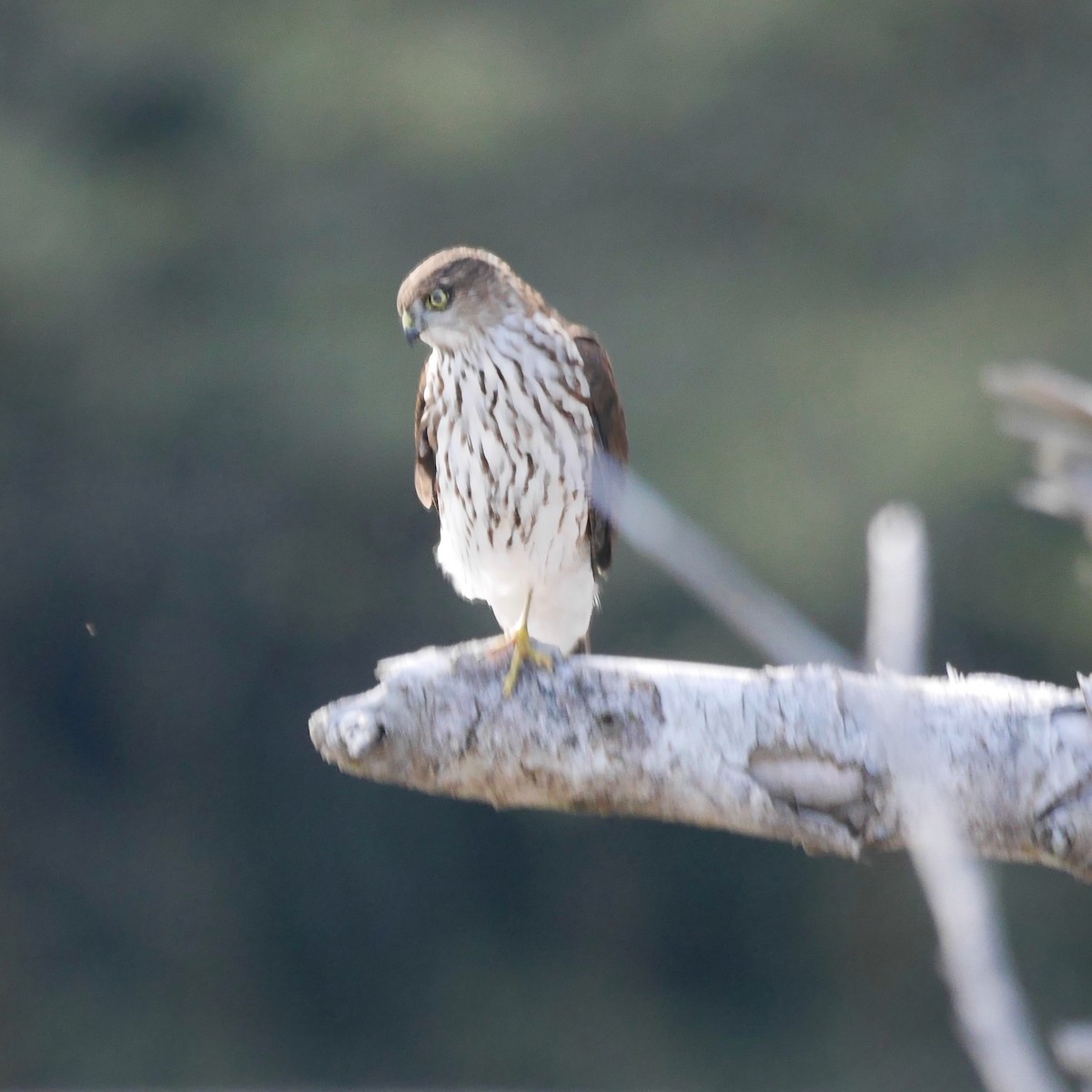 Яструб неоарктичний - ML646250681