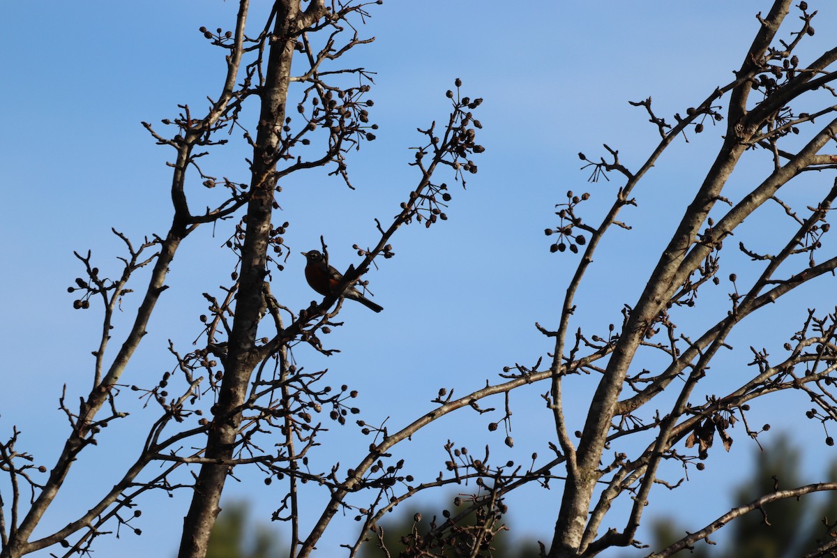 Дрізд мандрівний - ML646250683