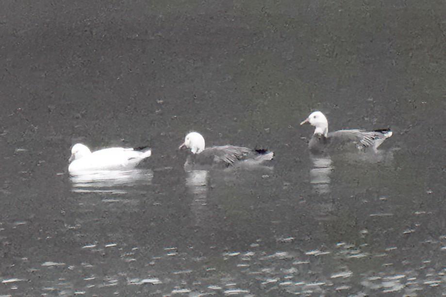 husa sněžní - ML646250684