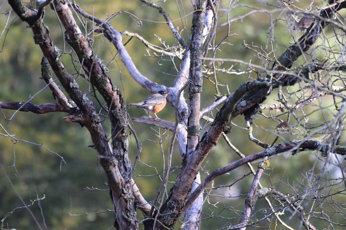 Дрізд мандрівний - ML646250686