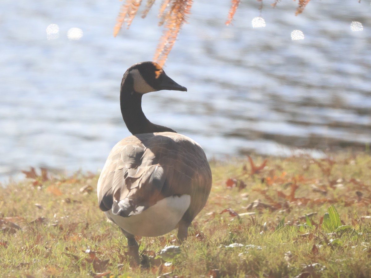 Казарка канадська - ML646250687