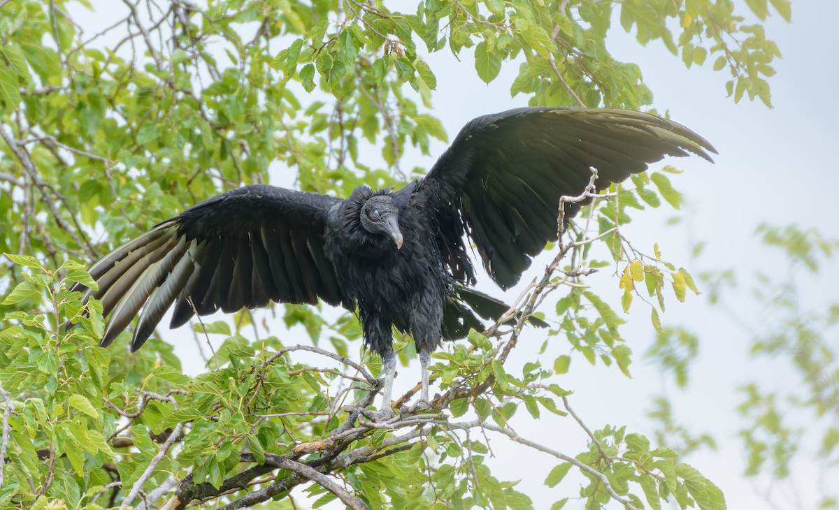 Катарта чорна - ML646250689