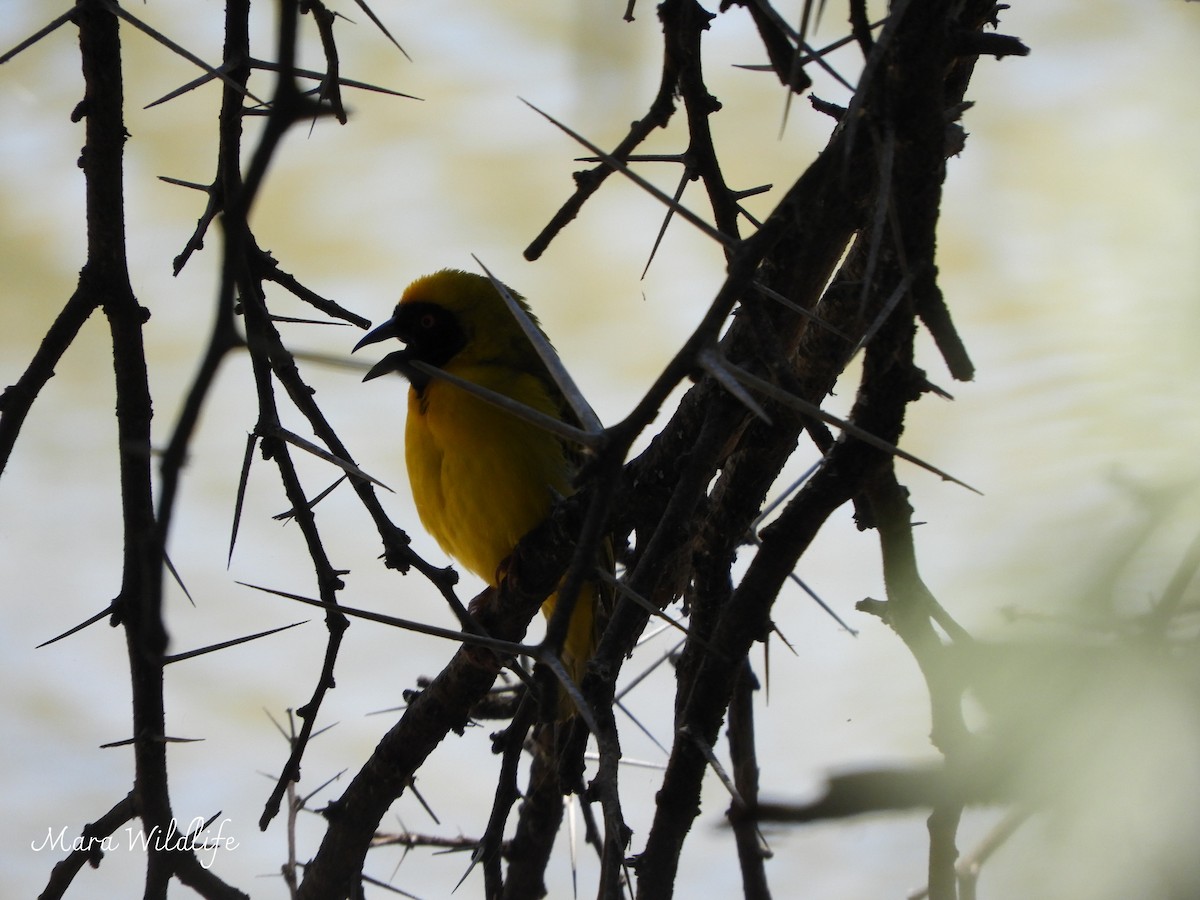 Ткачик чорнолобий - ML646250700