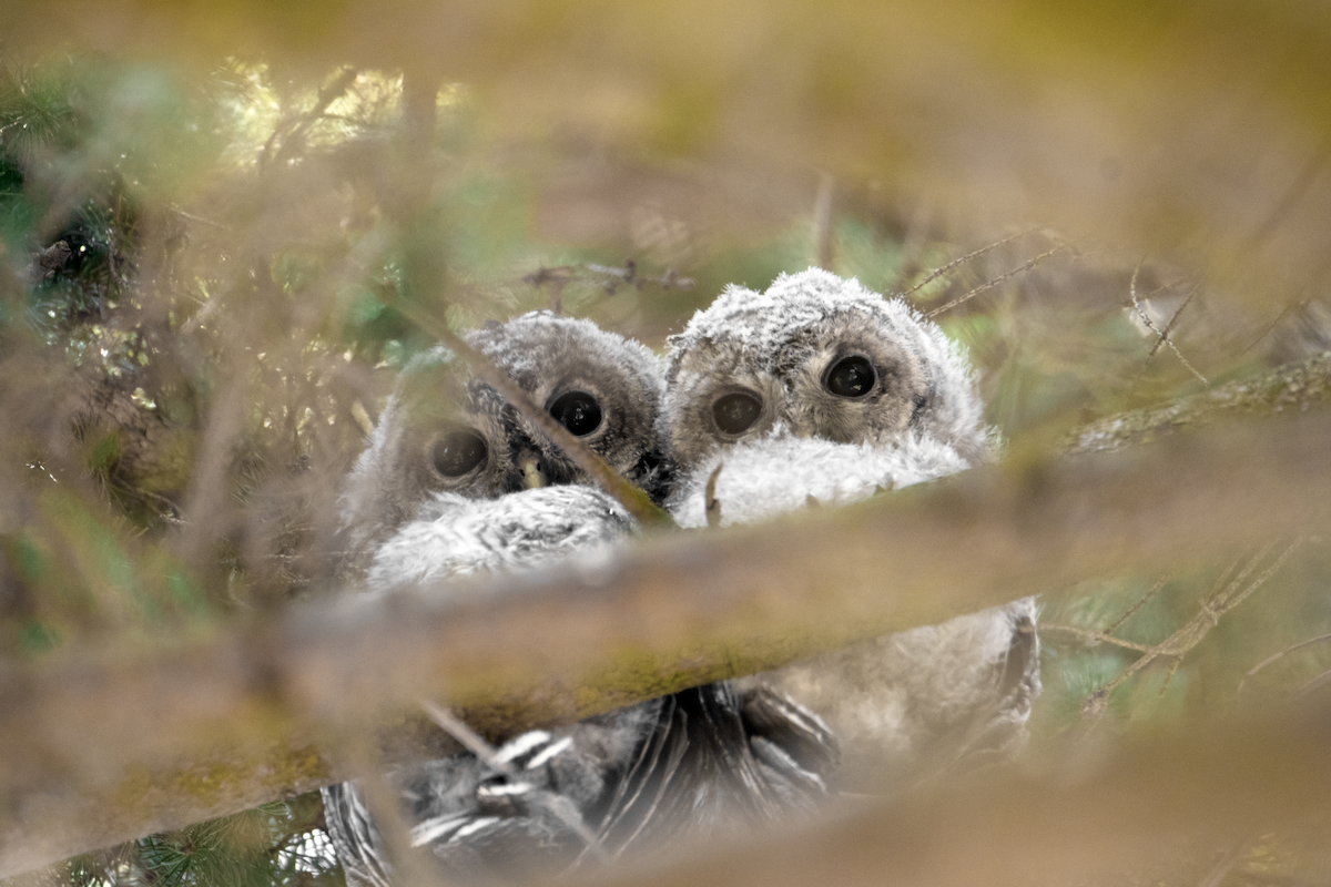 Сова сіра - ML646250702