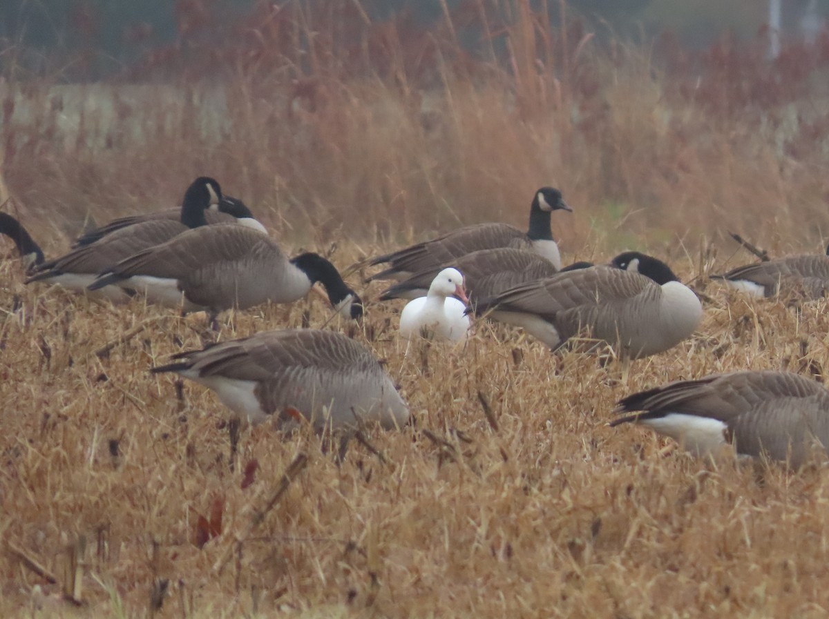Гуска біла - ML646250703