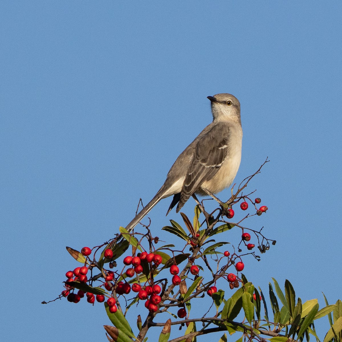 マネシツグミ - ML646250716
