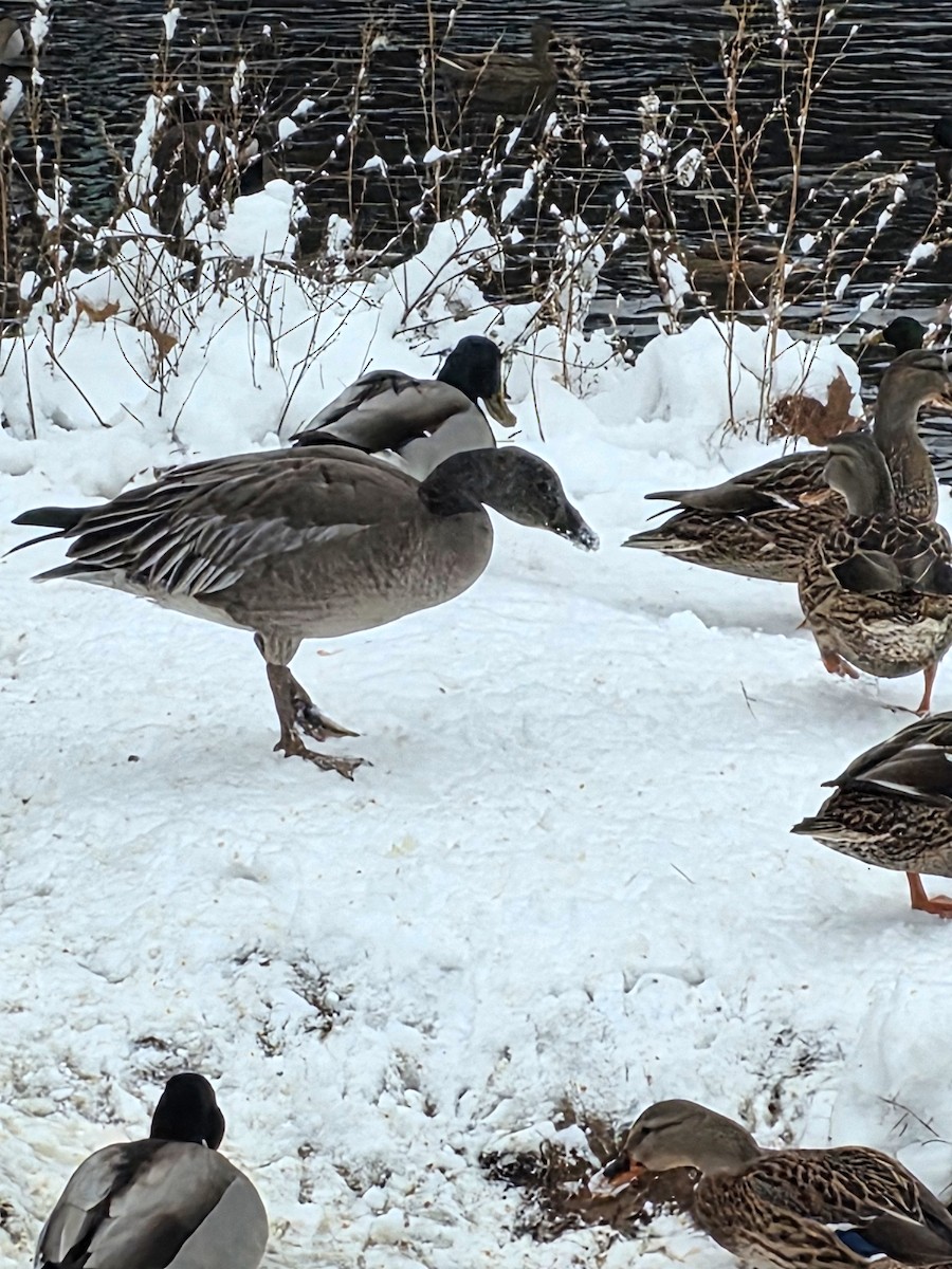 ハクガン - ML646250721