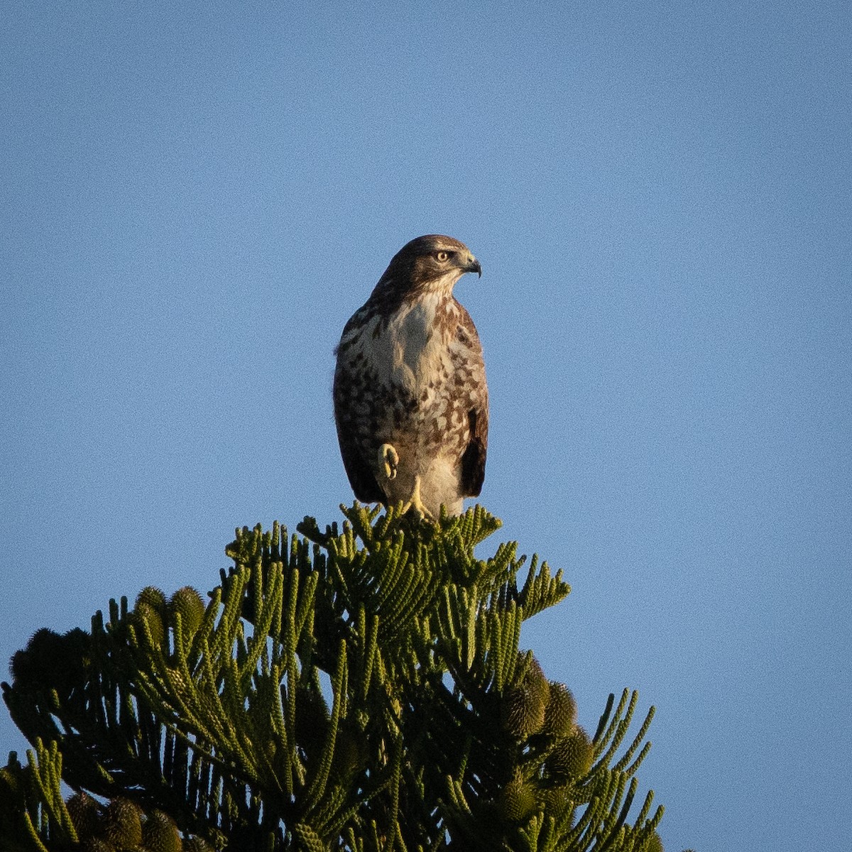 アカオノスリ - ML646250722