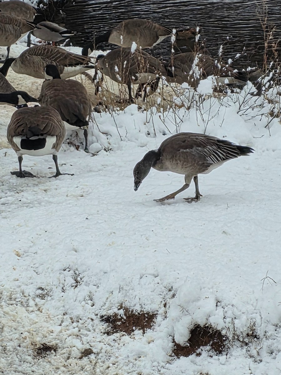 ハクガン - ML646250723