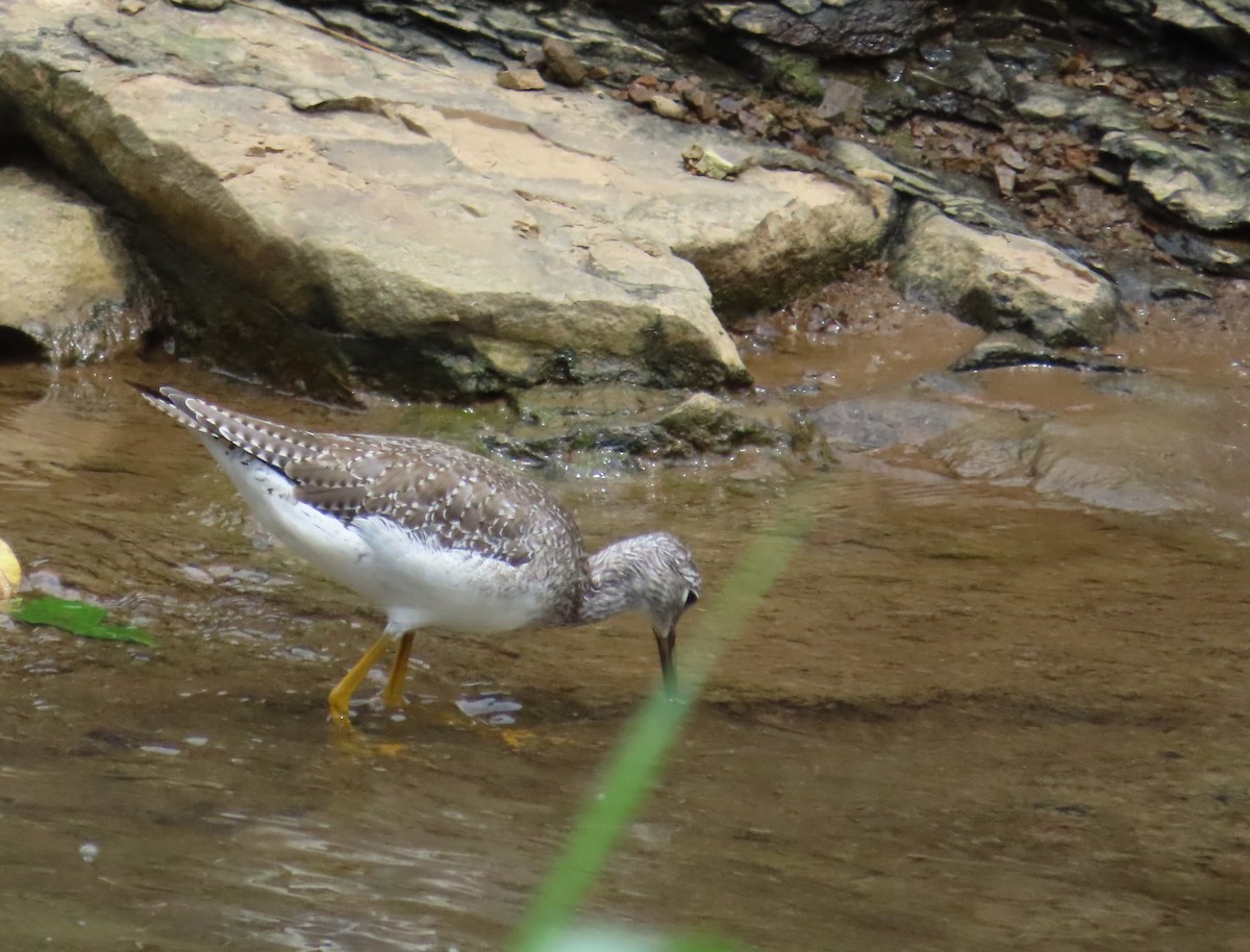 オオキアシシギ - ML646250724