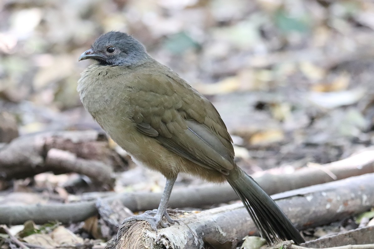 Plain Chachalaca - ML646250725