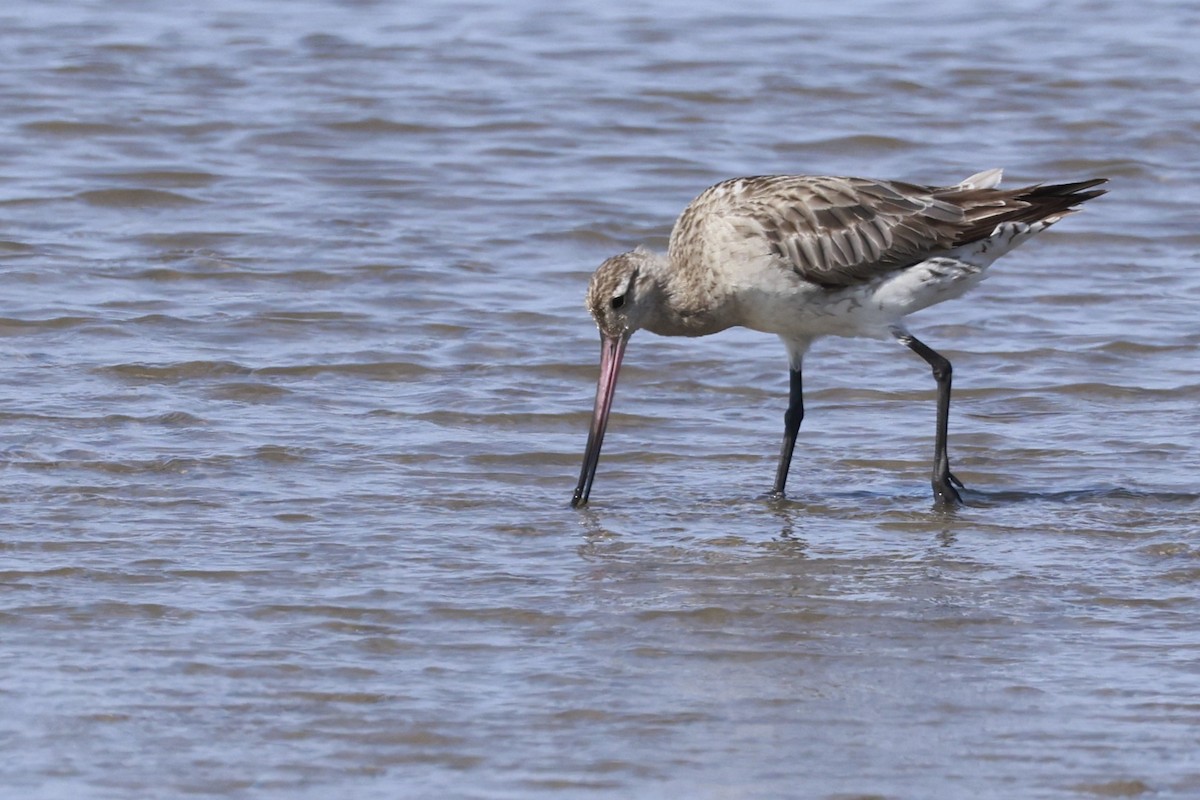 オオソリハシシギ - ML646250726