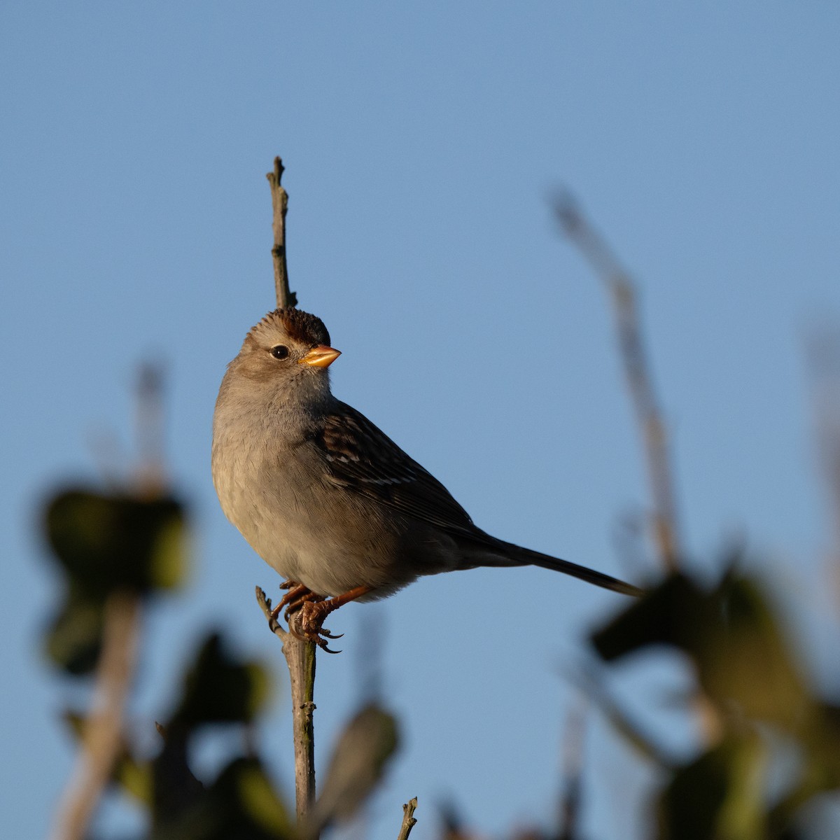 ミヤマシトド - ML646250727