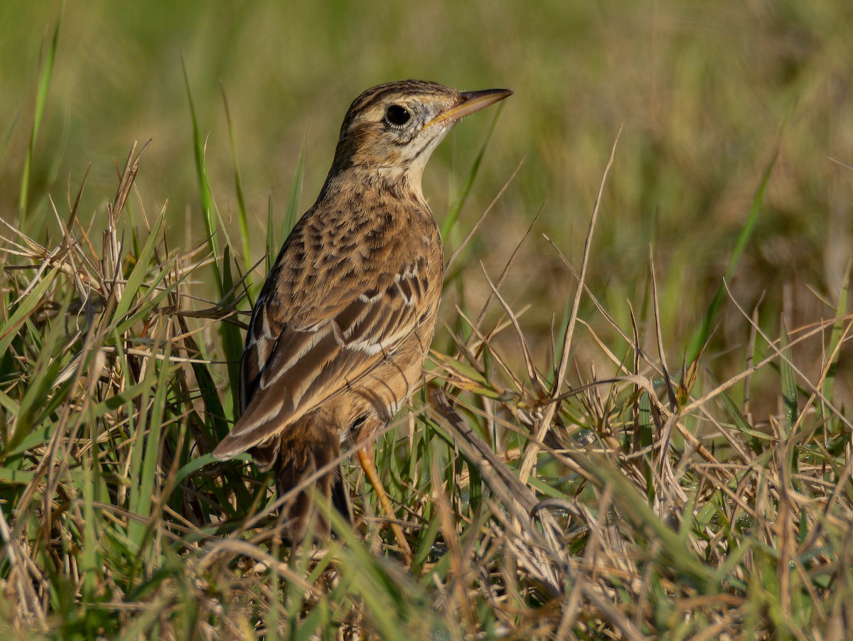 Степной конёк - ML646250728