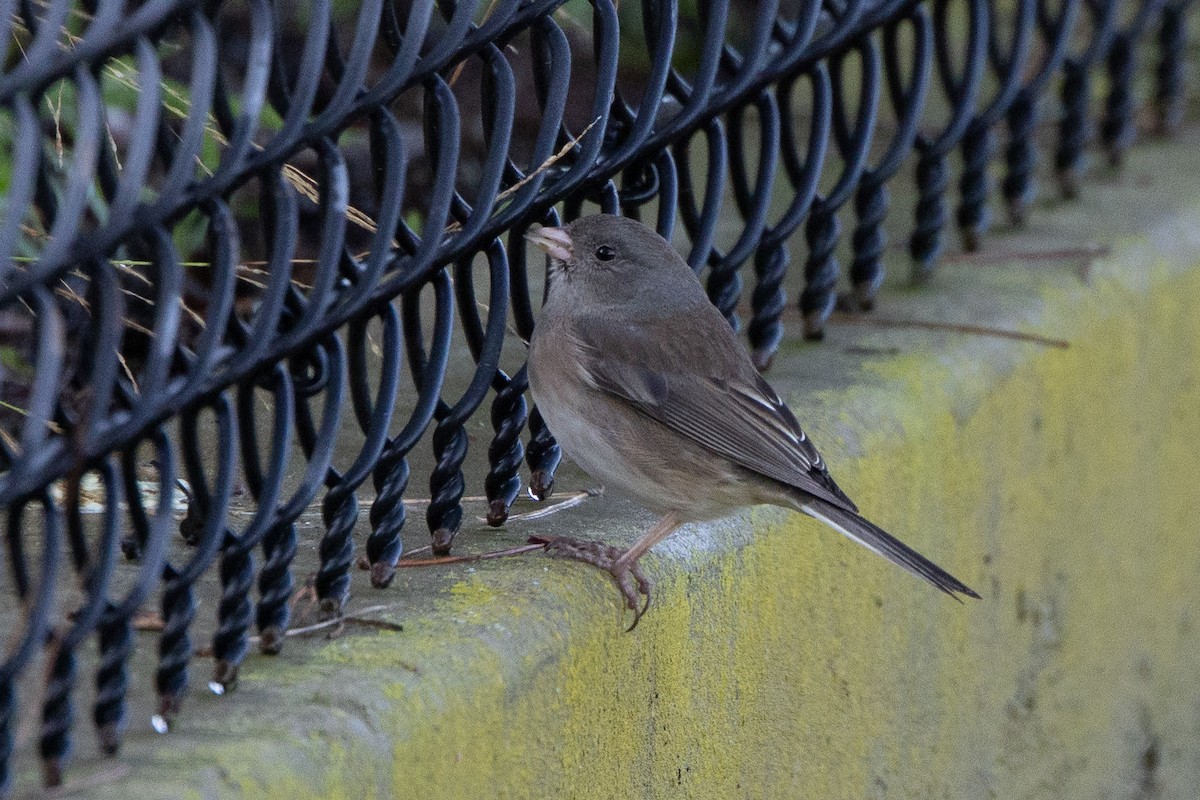 ユキヒメドリ - ML646250729