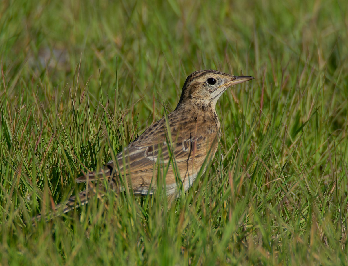 Степной конёк - ML646250730