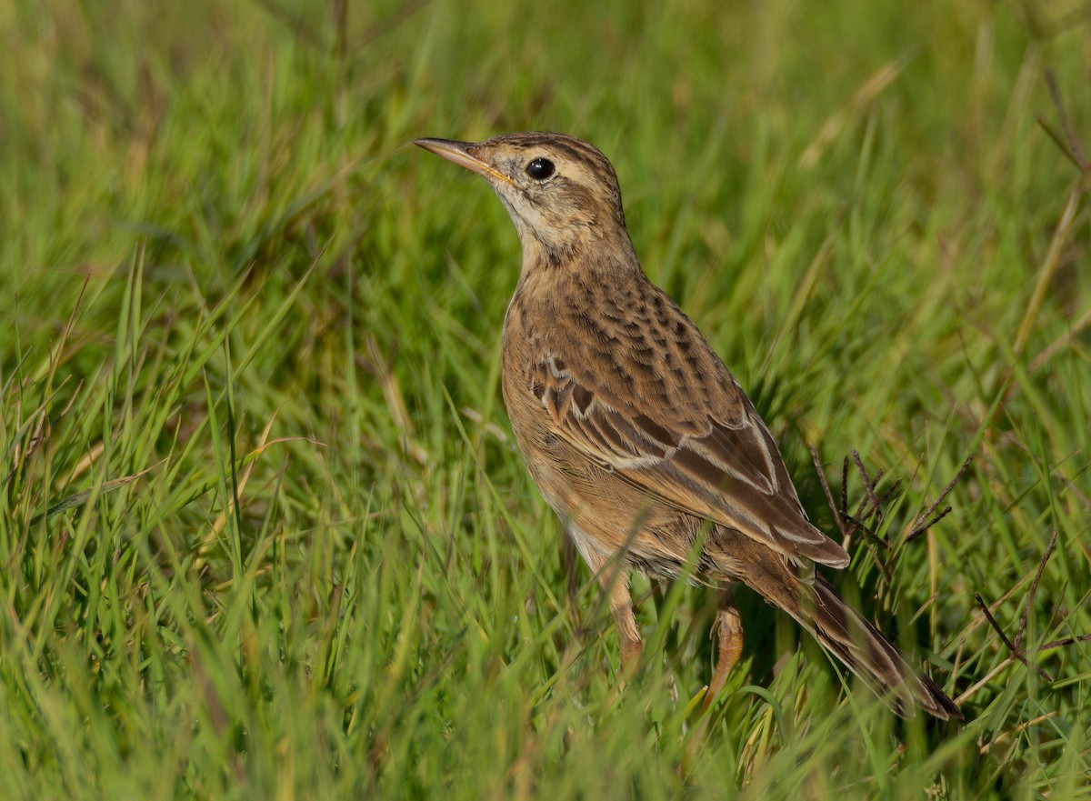 Степной конёк - ML646250731