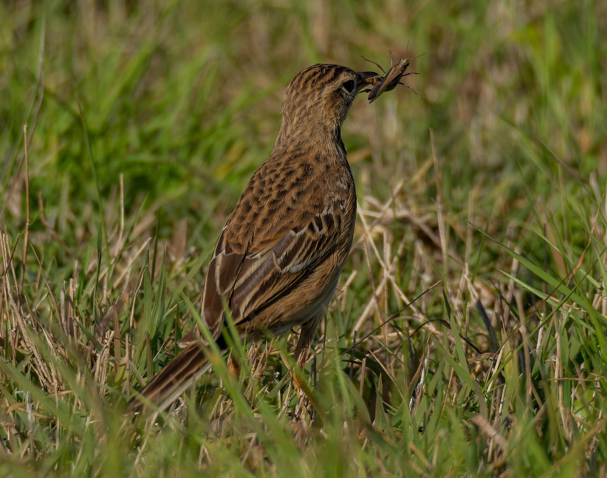 Степной конёк - ML646250732