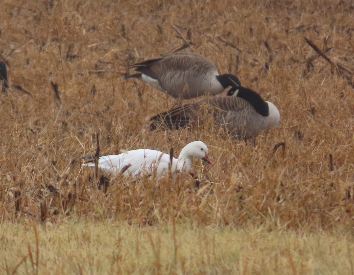 ハクガン - ML646250735