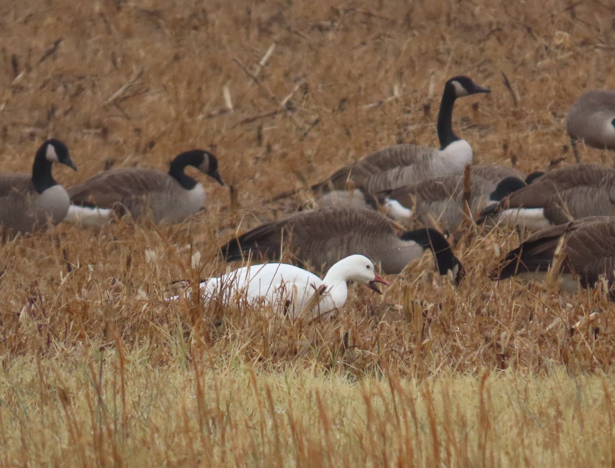 ハクガン - ML646250737