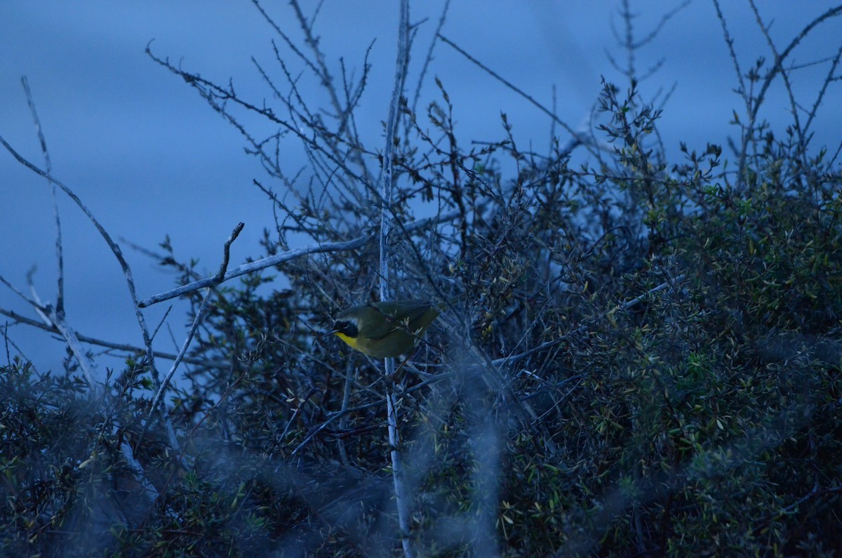 カオグロアメリカムシクイ - ML646250741