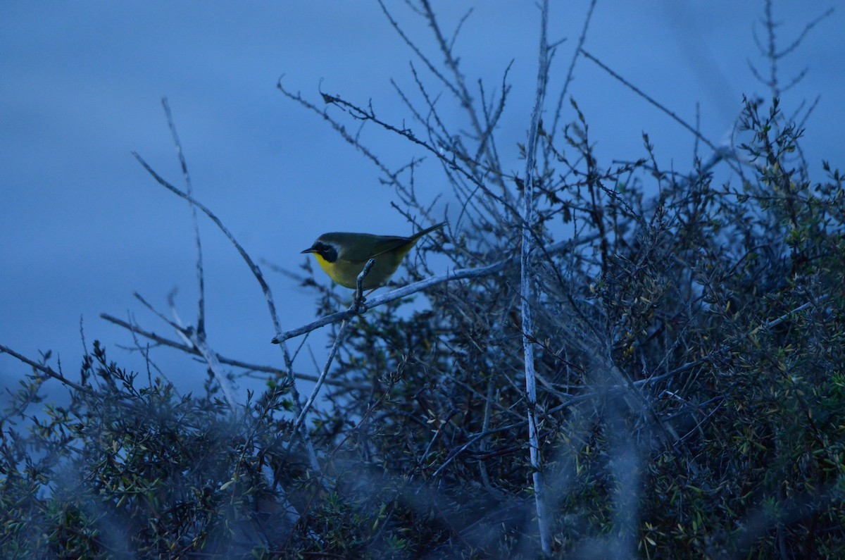 カオグロアメリカムシクイ - ML646250742