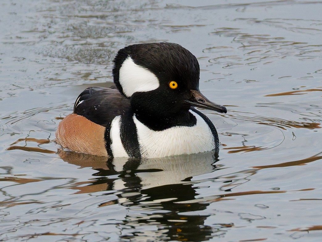 オウギアイサ - ML646250743