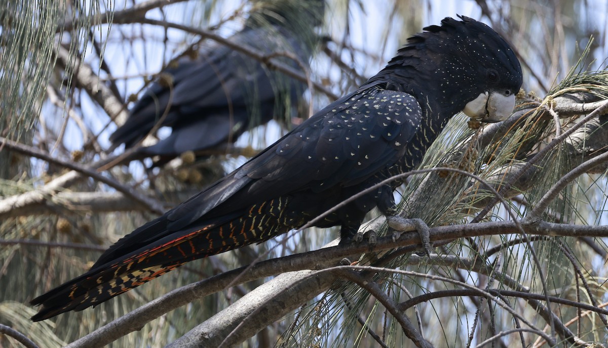 アカオクロオウム - ML646250744