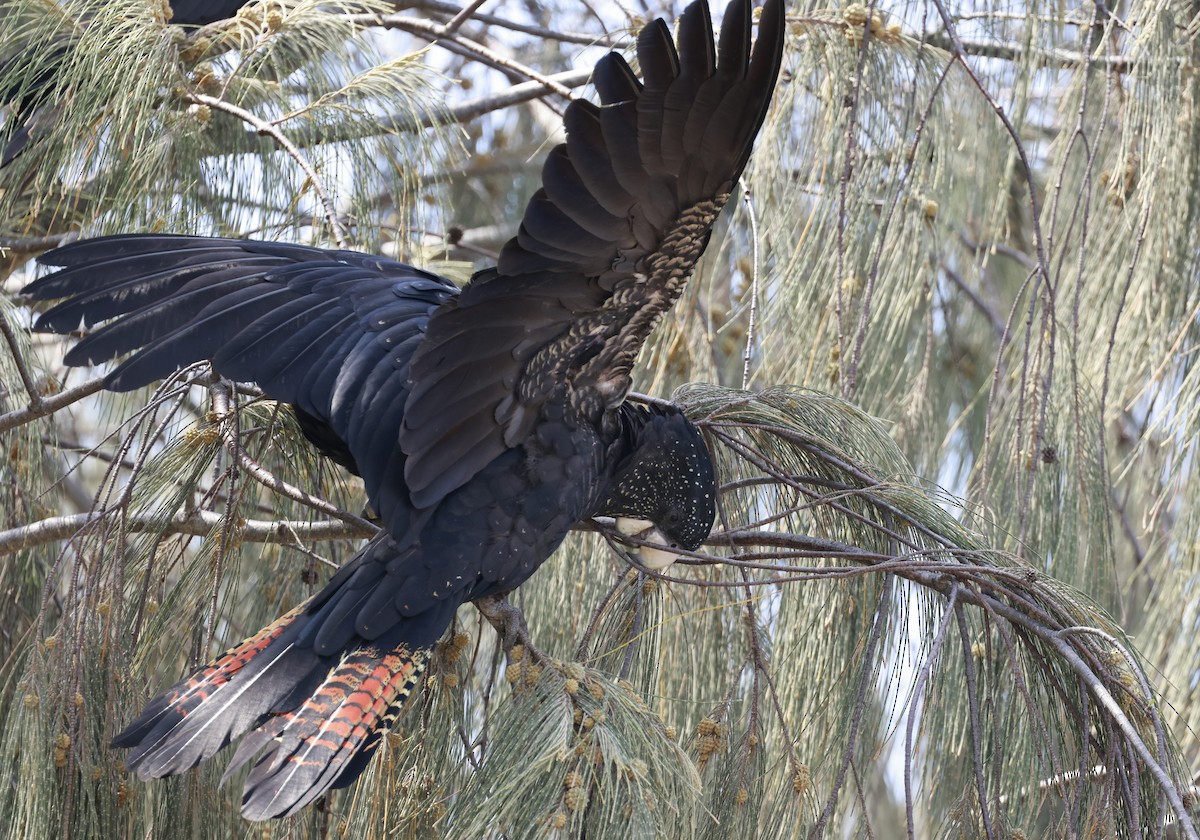 アカオクロオウム - ML646250745