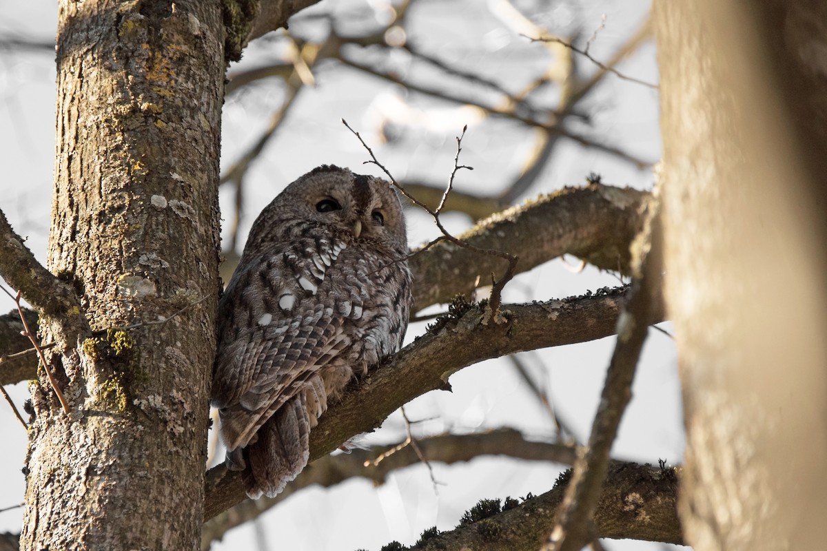 モリフクロウ - ML646250746