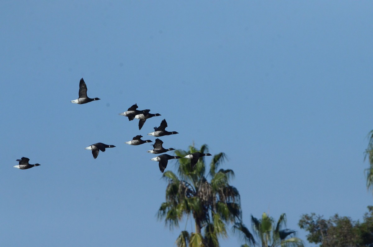 コクガン - ML646250749