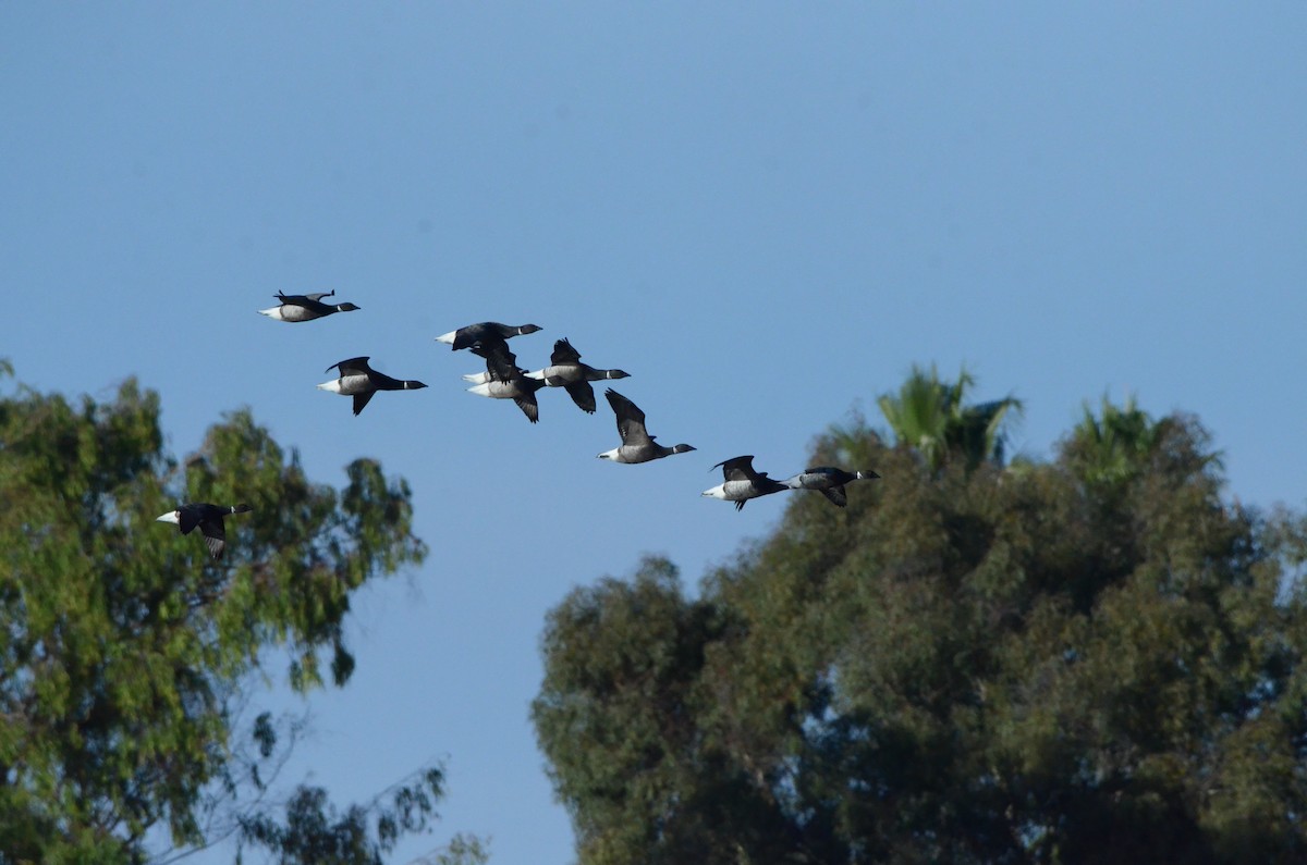 コクガン - ML646250750