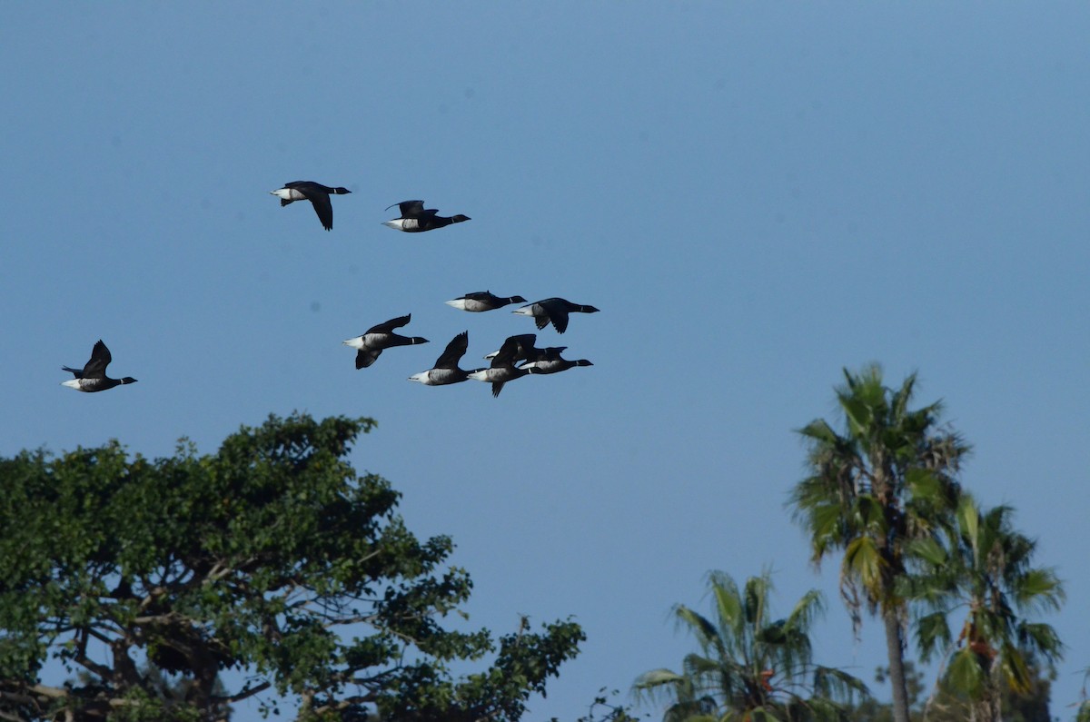 コクガン - ML646250751