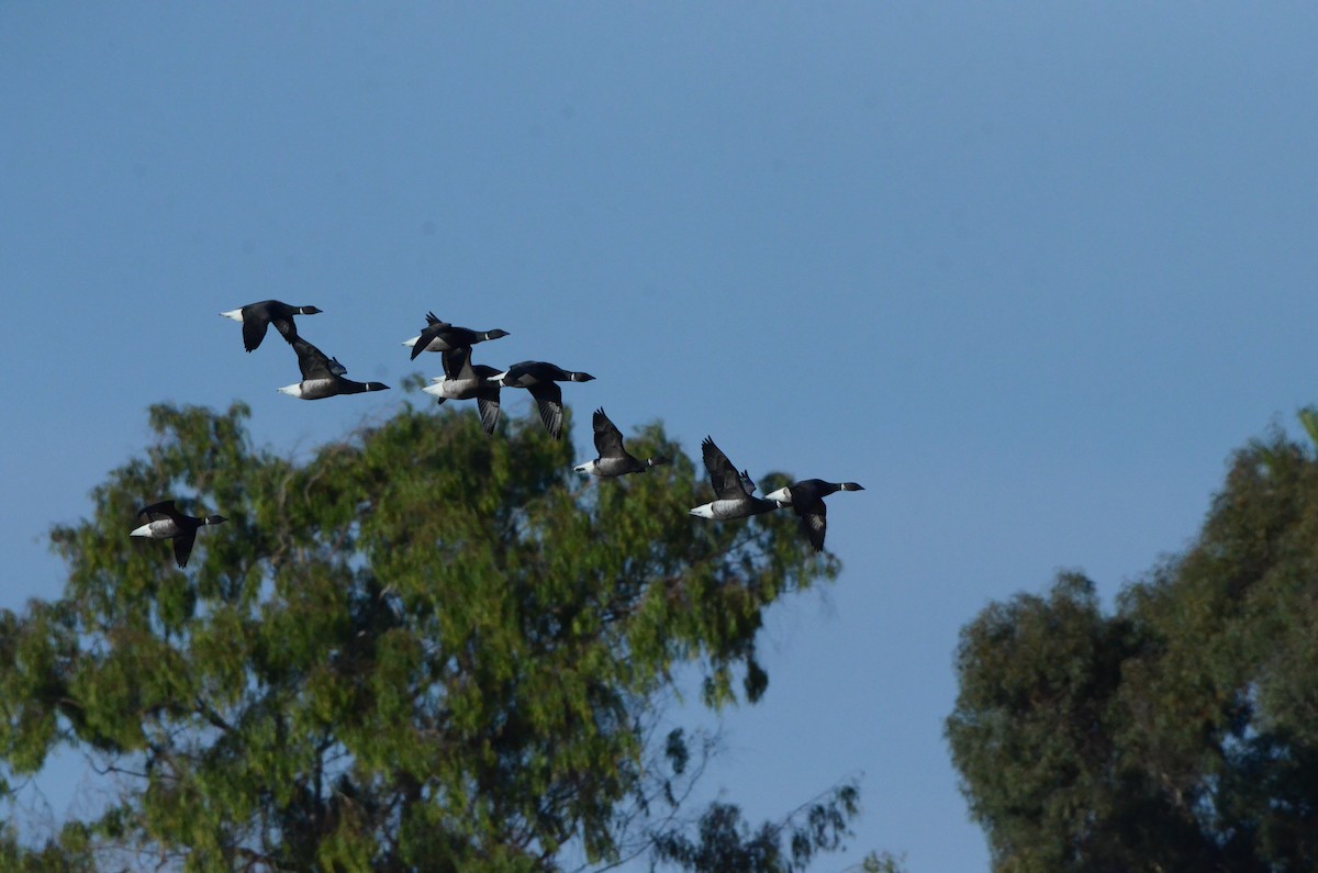 コクガン - ML646250752