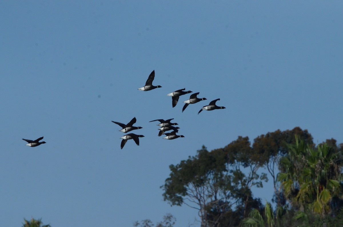 コクガン - ML646250753