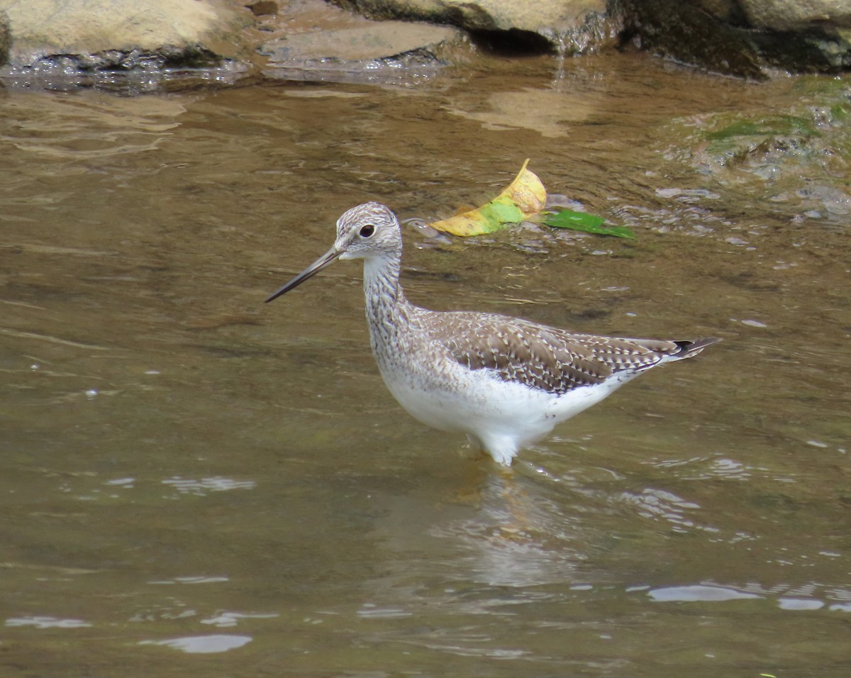 オオキアシシギ - ML646250754