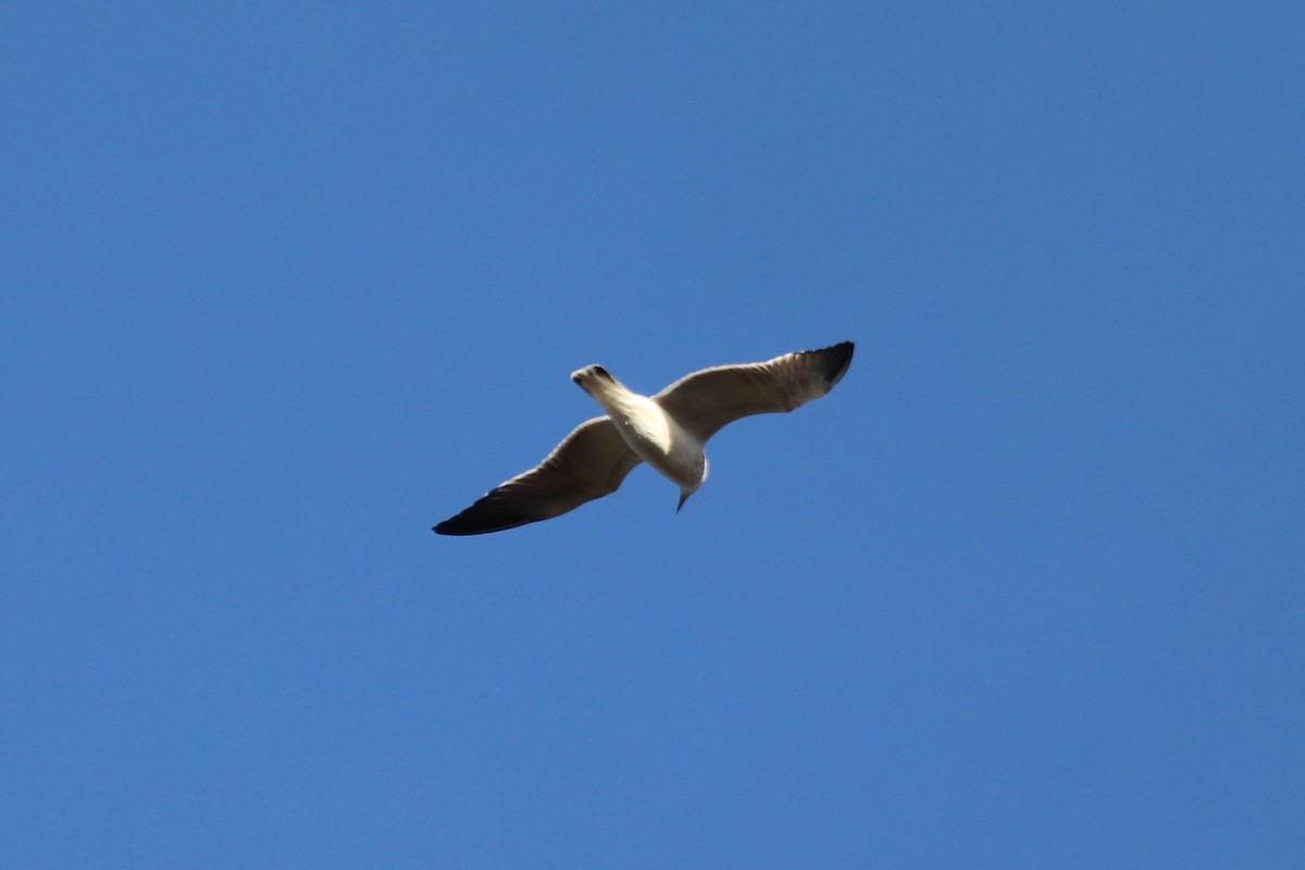 カモメ亜科 - ML646250755