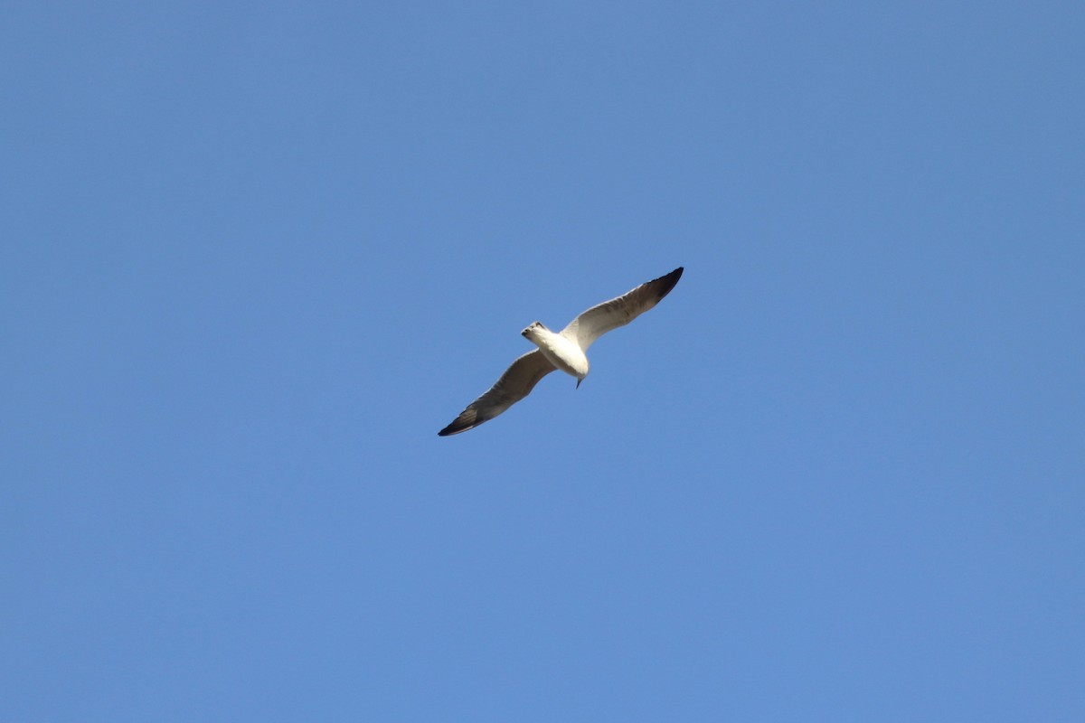 カモメ亜科 - ML646250756